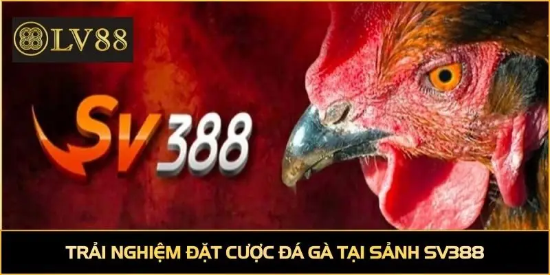 Trải nghiệm đặt cược đá gà tại sảnh SV388
